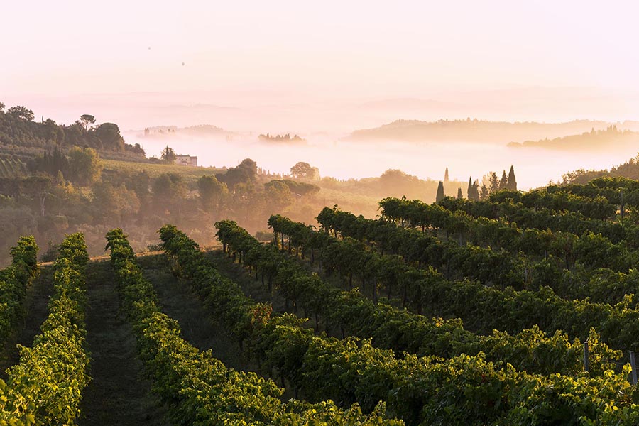 Gute Nachrichten aus der Toskana: Die Endrizzi-Weinlese hat begonnen!